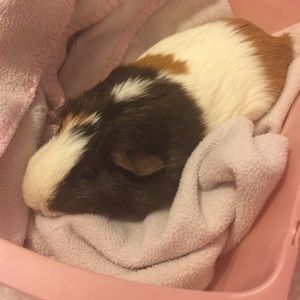 Meet your Posher, Jasmine